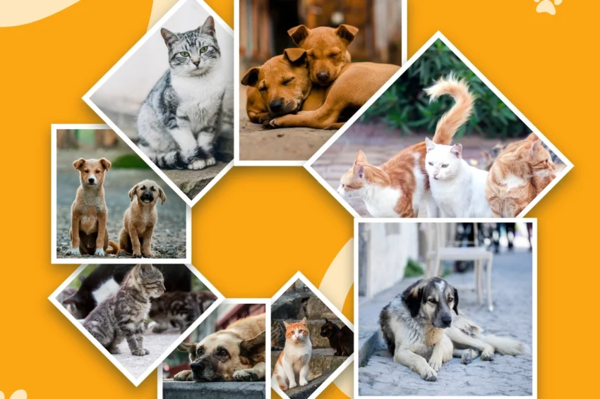 Çiğli’de can dostlar yuvasız kalmayacak