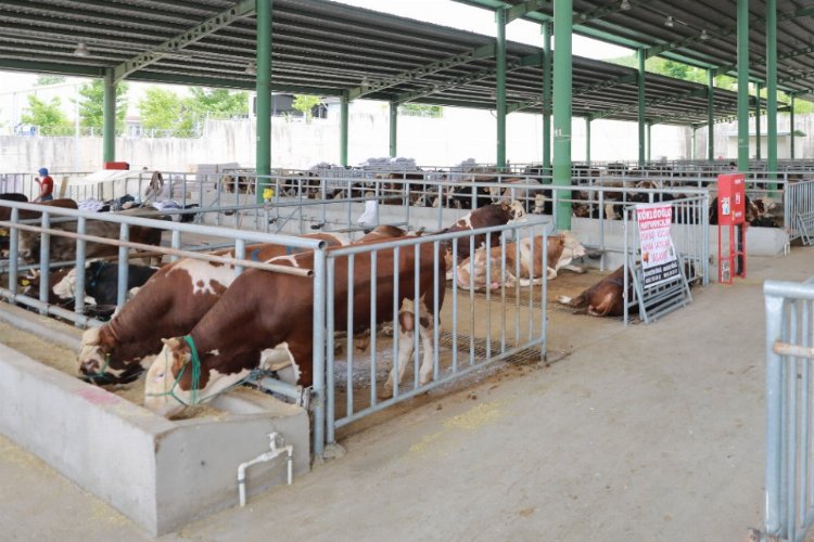 Kocaeli’de kurban satışı için ön kayıtlar başladı