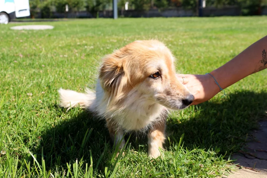 Sakarya’da hayvan sahiplenme konusunda  örnek adım