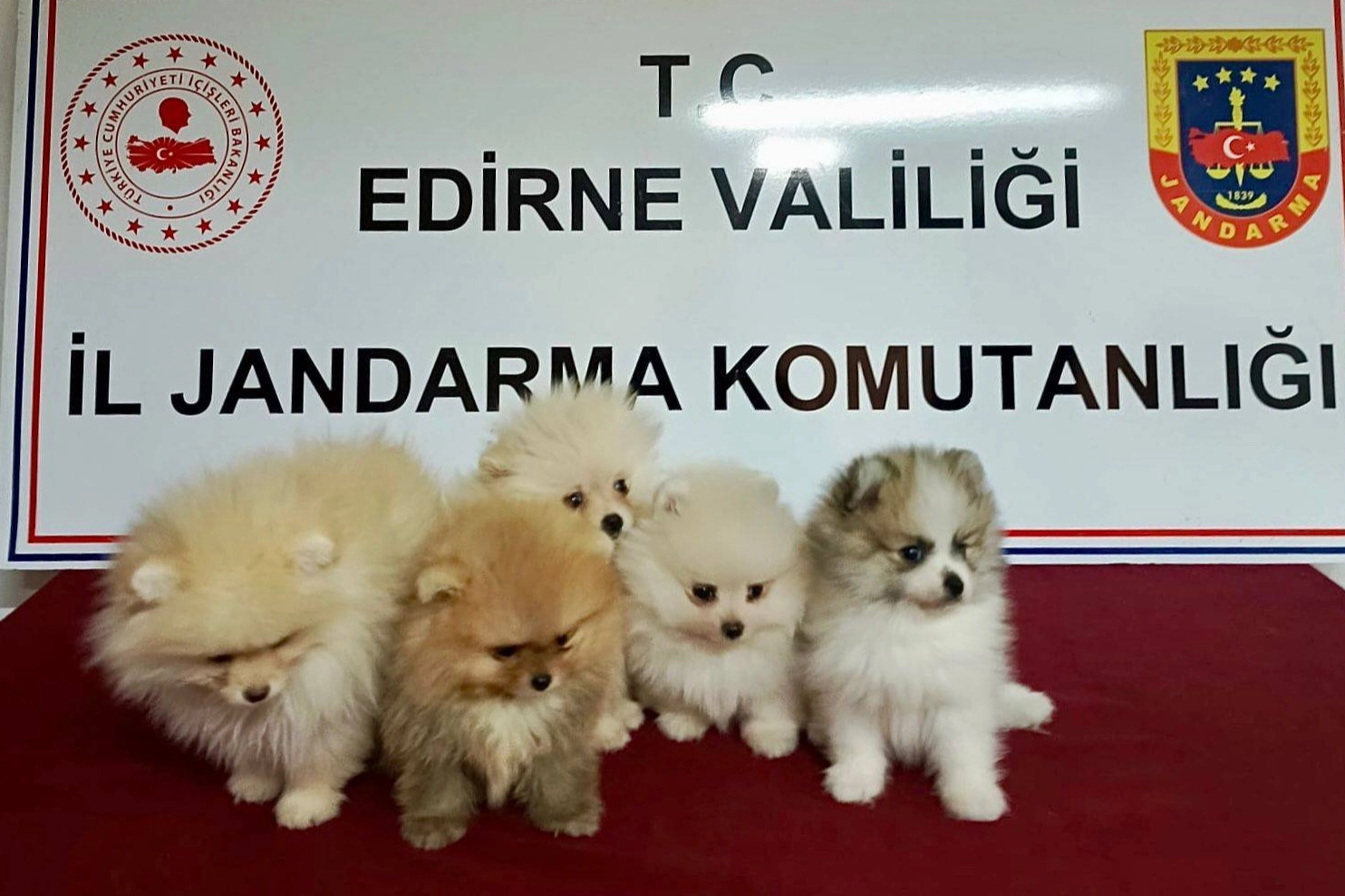Edirne’de hayvan kaçakçılığı operasyonu… 5 köpek kurtarıldı!