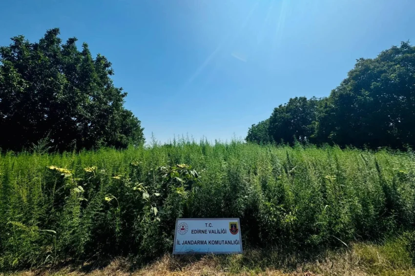 Edirne’de 120 bin kök kenevir ele geçirildi