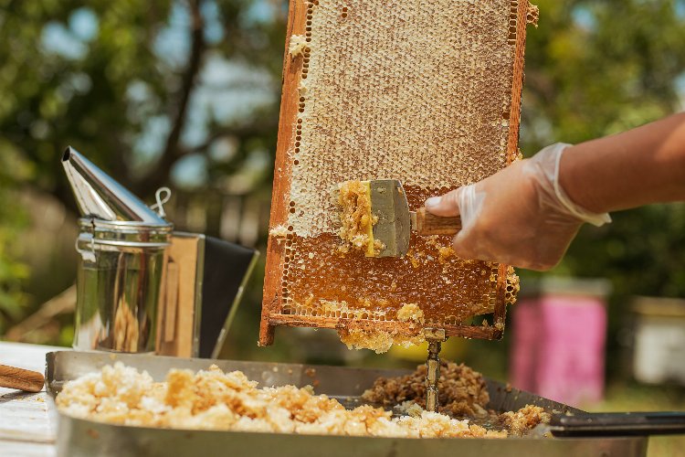 Sahte ballara el atıldı… 3 ay sonra başlıyor!