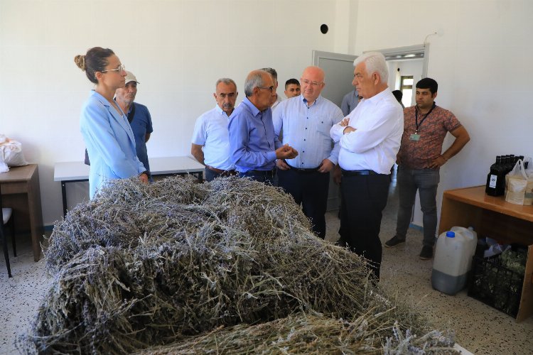 Muğla’da 212 dekar arazi lavanta ile buluştu