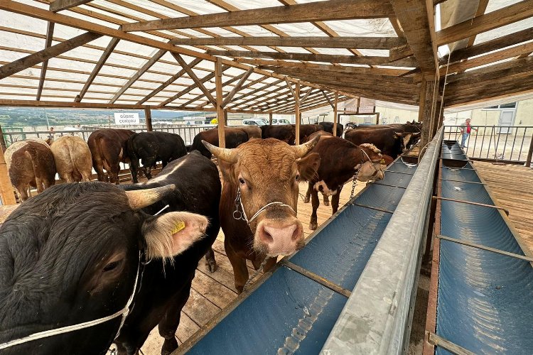 İzmit’te kurbanlıklar pazara gelmeye başladı