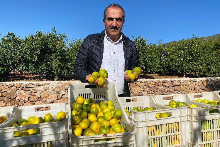 Satsuma mandalinanın ihracat yolculuğu gün sayıyor