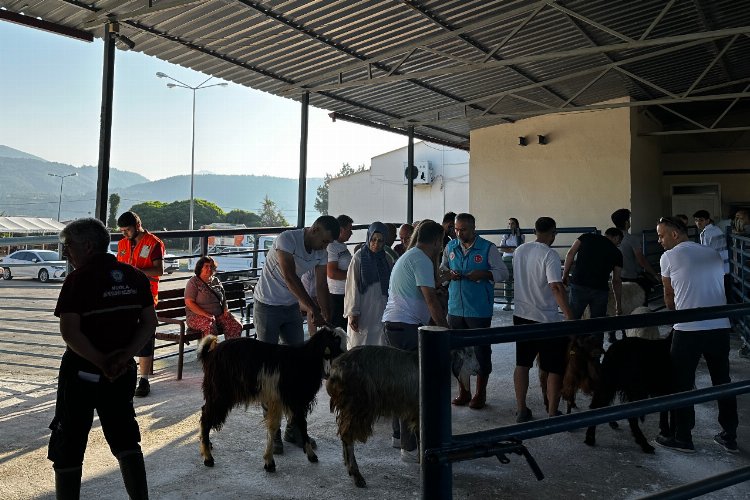 Muğla mezbahaları tam kapasite çalıştı