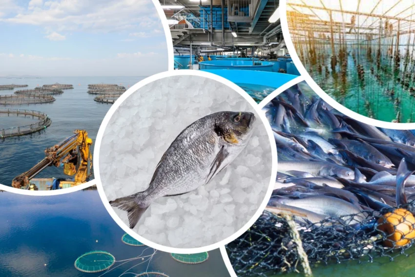 Su ürünleri yetiştiriciliği desteklenecek… Verilecek ödemeler belli oldu