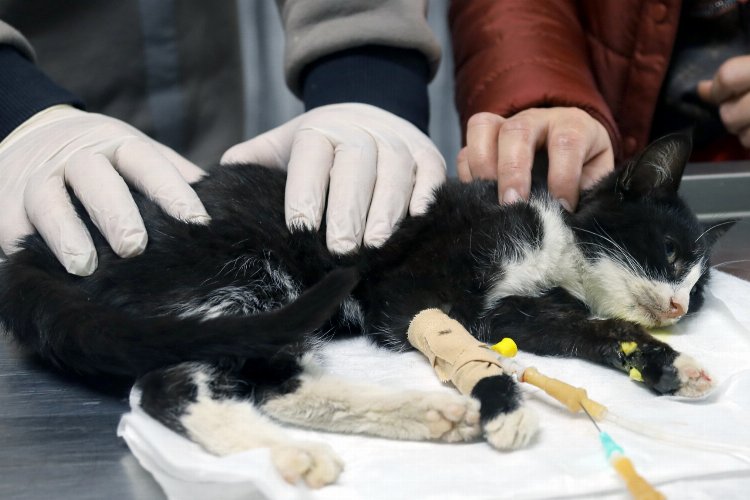 Bursa’da 2023’te 35 bin ‘can’ın tedavisi gerçekleşti