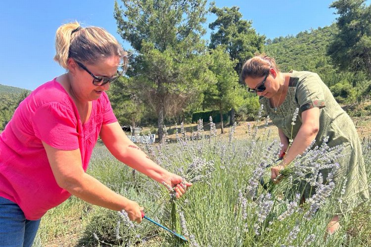 Bodrum’da lavanta hasadı başladı